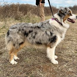 Ramble - Australian Shepherd