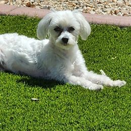 Maltese Puppies from ARIZONA MALTEE GEMS