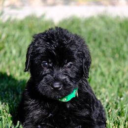 Giant Schnauzer Puppies from Schnauzer Ranch