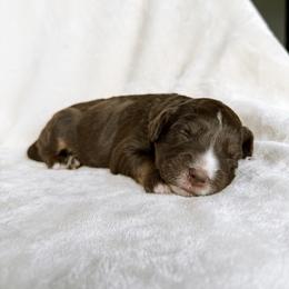River - Red tri-color male Aussiedoodle puppy in Burbank, Ohio from Berns & Doodles