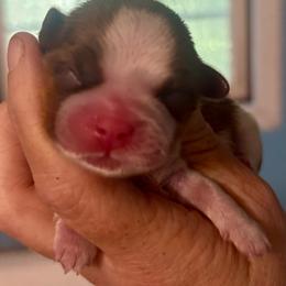 Susie - Chocolate and tan female Shih Tzu puppy in Skipperville, Alabama from Nay Nay’s Babies
