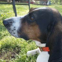 Treeing Walker Coonhounds from JAG Farms