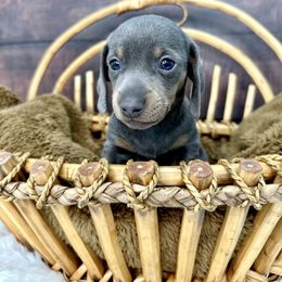 Dachshund Puppies from Harrison Farm