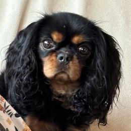 Shenandoah - Cavalier King Charles Spaniel