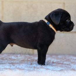 Brown collar - Black male Cane Corso puppy in Caliente, California from Rafter Cross 7