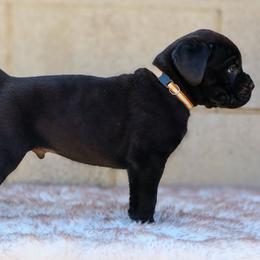 Brown collar - Black male Cane Corso puppy in Caliente, California from Rafter Cross 7