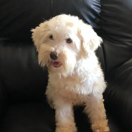 Miniature Schnauzers, Poodles, and Schnoodles from Pretty Paws - TX