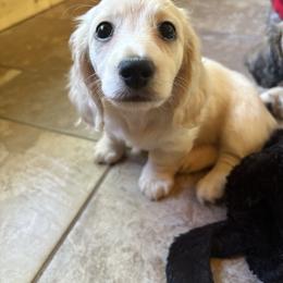 Cream piebald longhair - Cream female Dachshund puppy in Helenville, Wisconsin from Remarkable Doxies