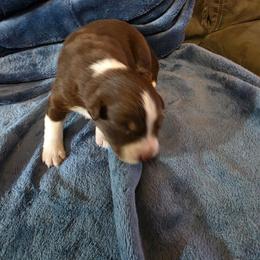 Girl 1 - Red & white female Australian Shepherd puppy in Big Lake, Minnesota from Ninerpacker Aussies