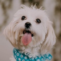 Mal-Shis, Maltese, Maltipoos, and Shih Tzus from Cooley's Cuddle Pups