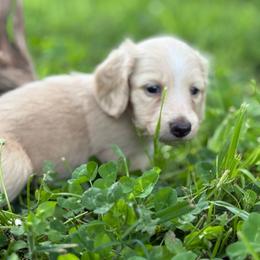Clear cream 2650 - Cream male Dachshund puppy in Nashville, Arkansas from Whisenhunt Farms