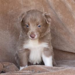 Taylor - AKC Reg - Lilac female Border Collie puppy in Courtland, Alabama from C Bar C Ranch Border Collies