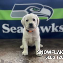 Snowflake - Yellow female Labrador Retriever puppy in Puyallup, Washington from 12 Door Farm Labradors