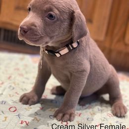 Basset Hound and Labrador Retriever Puppies from Porter Kennels