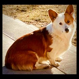 Brandy - Pembroke Welsh Corgi