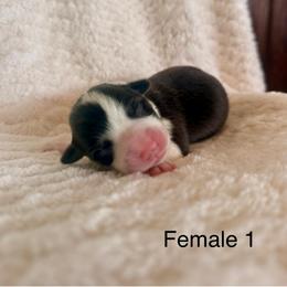Female 1 - Black and tan female Pembroke Welsh Corgi puppy in La Porte City, Iowa from Cedar River Corgis