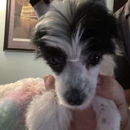 Diamond - Black and white male Chinese Crested puppy in Henderson, Nevada from Kelly's Little K9