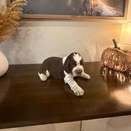 S'mores - Liver white and roan male English Springer Spaniel puppy in Morrilton, Arkansas from Triple M Farms & Springers