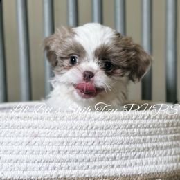Vic - Liver and white male Shih Tzu puppy in Walkertown, North Carolina from Lil’ Bit’s Shih Tzu