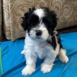 Poodle puppies from Little Paws Poodles
