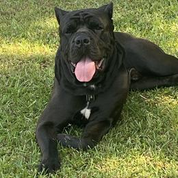Man - Cane Corso