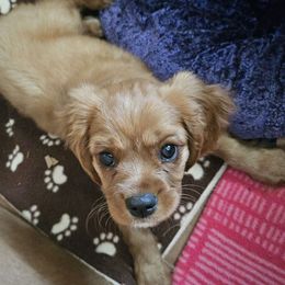 Dartanion - Ruby male Cavalier King Charles Spaniel puppy in Utah from Parker Puppies