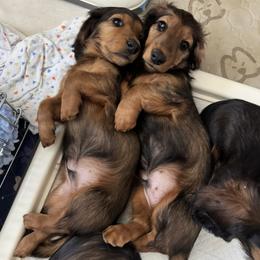 Dachshund puppies from Sarou's Miniature Dachshunds