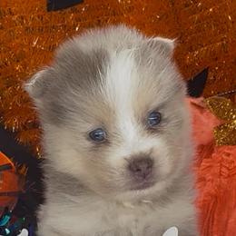 Lilac - Lavender female Pomsky puppy in Spring Hill, Florida from PDQ Pomskies