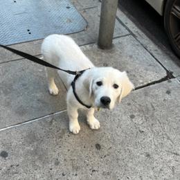 Golden Retriever Puppies from Mountain Laurel Goldens