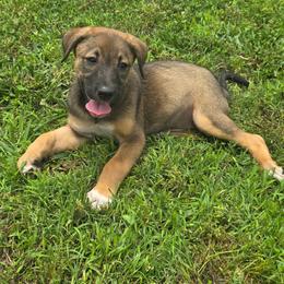 Amethyst wrapped in Calm - Dark brown female Xoloitzcuintli puppy in Ethridge, Tennessee from Royalty Reigns Xolos