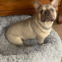French Bulldog Puppies from Sophie Marie's Frenchies