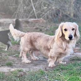 Hollywood - Cream male Dachshund puppy in Hornbeck, Louisiana from A&Z Mini Dachshunds