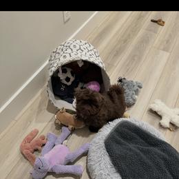 Gizmo - Chocolate male Shih Tzu puppy in Live Oak, California from Irma's Shih Tzus