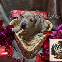 Dachshund Puppies from Dee’s Denim Dachshunds