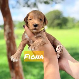 Fiona - Red  female Goldendoodle puppy in Rose Hill, North Carolina from Red Door Canines