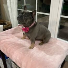 French Bulldog All Grown Up from Lovey’s Frenchies’s