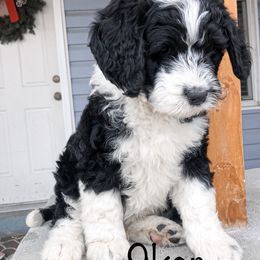 Bernedoodle Puppies from Heart J Bernedoodles