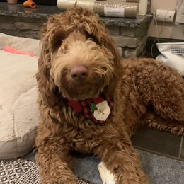 Draper  - Goldendoodle
