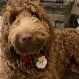 Draper  - Goldendoodle