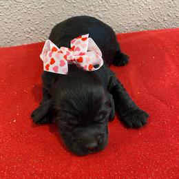 Rain - Black and white female Cockapoo puppy in Brookings, South Dakota from Hofer Pups