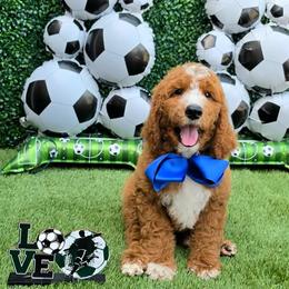 Apple's Blue Boy - Red  male Goldendoodle puppy in Kountze, Texas from Texas Doodles LLC