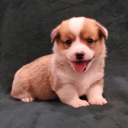 Uncle Sam - Red male Pembroke Welsh Corgi puppy in Arcanum, Ohio from Weissway Corgis