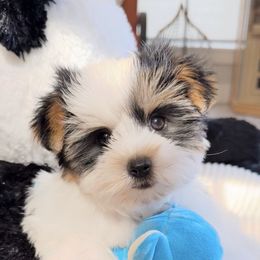 Fluff - Black tan and white male Biewer Terrier puppy in North Chelmsford, Massachusetts from Coastal Yorkshire Terrier Yorkies & Biewer Terriers