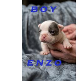 Enzo - White male French Bulldog puppy in Denison, Texas from Lovemyfrenchies – Stoddard Frenchbulldog's