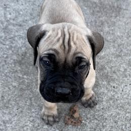 Boerboel Puppies from BoHo Boerboels