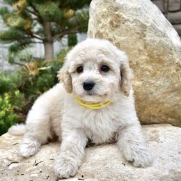 Goldendoodle Puppies from Doodle Doodle Dogs
