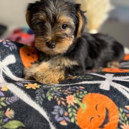 Levi - Black and tan male Yorkshire Terrier puppy in Palmdale, California from Pucci Pawfect