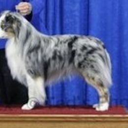 Blitz - Miniature American Shepherd