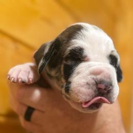 Blk and White Harl - Blue female Great Dane puppy in Greenville, South Carolina from Allen’s Ridge Ranch