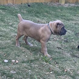 Cane Corso Puppies from Forza Cane Corso